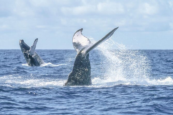 Whale Watching, The Famous Arch and Fast Boat Tour in Los Cabos - Price and Value: The $99 Base Plus What You Pay On Arrival