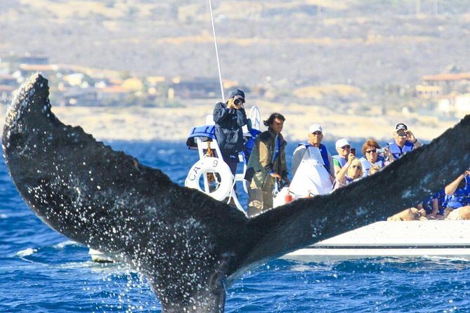 Whale Watching, The Famous Arch and Fast Boat Tour in Los Cabos - Group Size and Guide Experience: Why 20 People Matters