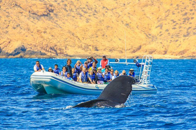 Whale Watching, The Famous Arch and Fast Boat Tour in Los Cabos - On the Water: Searching the Sea of Cortes (and the Pacific)