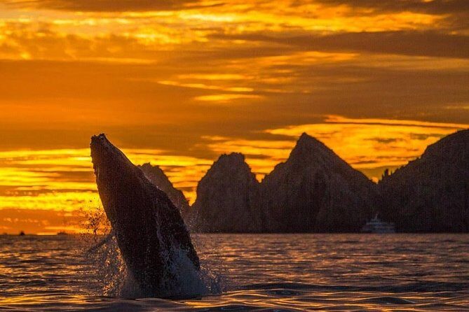 Whale Watching Tour in Los Cabos - Key highlights worth your attention