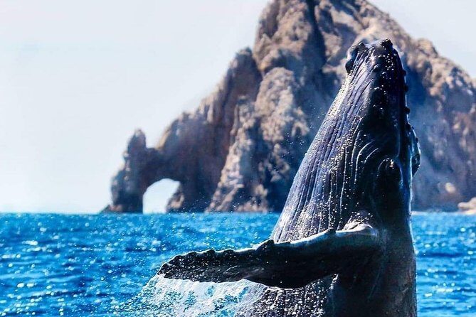 Whale Watching Tour in Los Cabos - Meeting at the Marina: timing and what to expect on the dock
