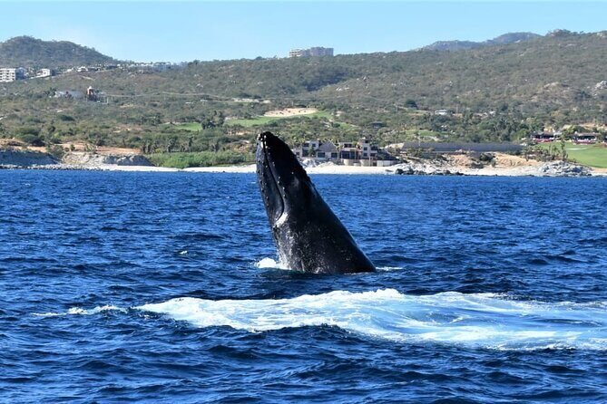 Whale Watching Tour in Los Cabos - How close will you get? setting realistic expectations