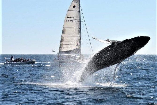 Whale Watching Tour in Los Cabos - Price and value: is $97 fair for a 2-hour outing?