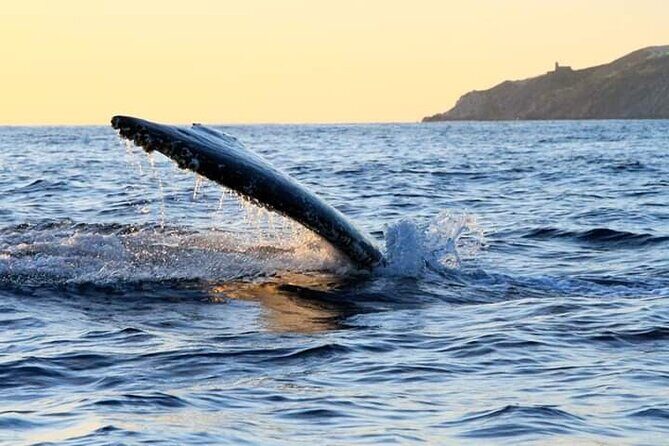 Whale Watching Tour in Los Cabos - Who this tour fits best (and who should think twice)