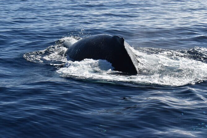 Whale Watching Tour in Los Cabos - Practical Tips for a Smooth Cabo Whale-Watching Start