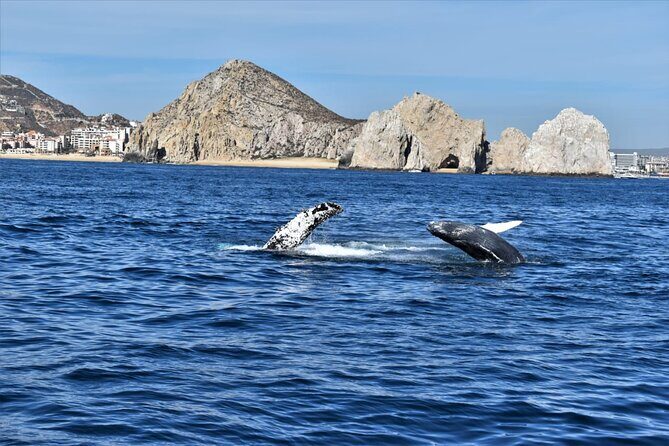 Whale Watching Tour in Los Cabos - Should You Book La Princesa Sailing Catamarans?