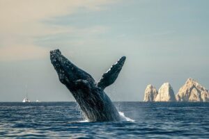 Whale Watching Tour with Arch and Beach in Cabo San Lucas - The Boat, Comfort, and Safety: What to Pay Attention To
