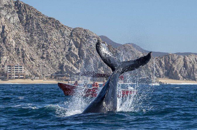 Whale Watching Tour with Arch and Beach in Cabo San Lucas - City Time and the Beach Stop: Lovers Beach/Divorce Beach Factor
