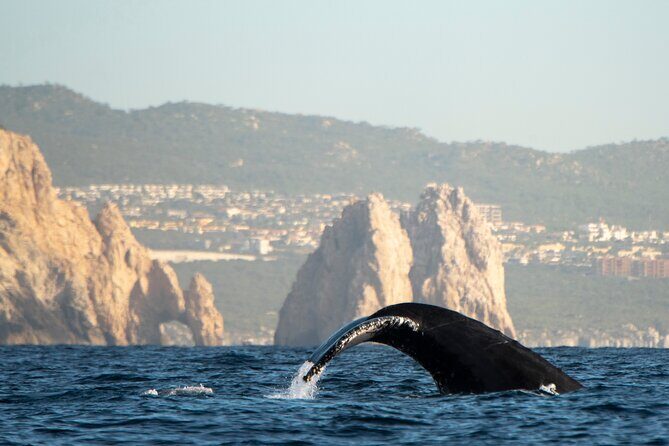 Whale Watching Tour with Arch and Beach in Cabo San Lucas - Meeting Point at Cabo Adventures Marina: Simple Ways to Avoid Stress