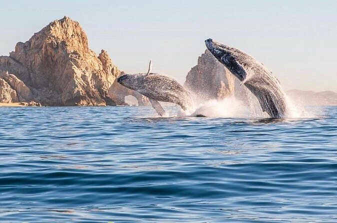 Whale Watching Tour with Arch and Beach in Cabo San Lucas - Who This Tour Fits Best (And Who Might Skip It)