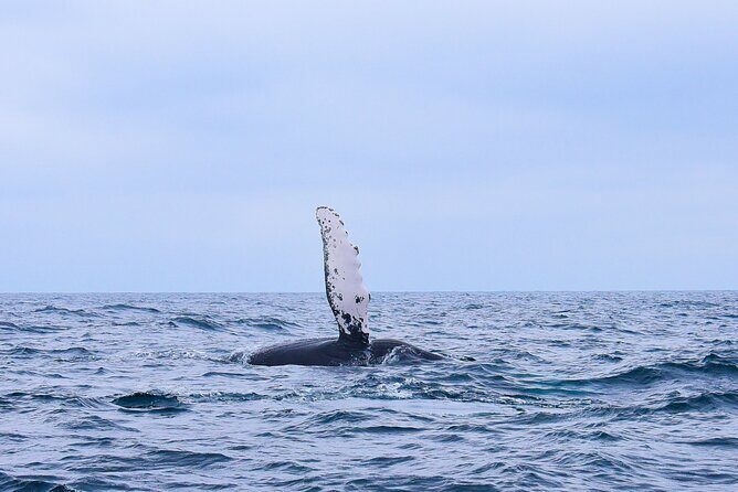Whale Watching Warranty in San José del Cabo Snacks and drinks - Key things you’ll notice right away