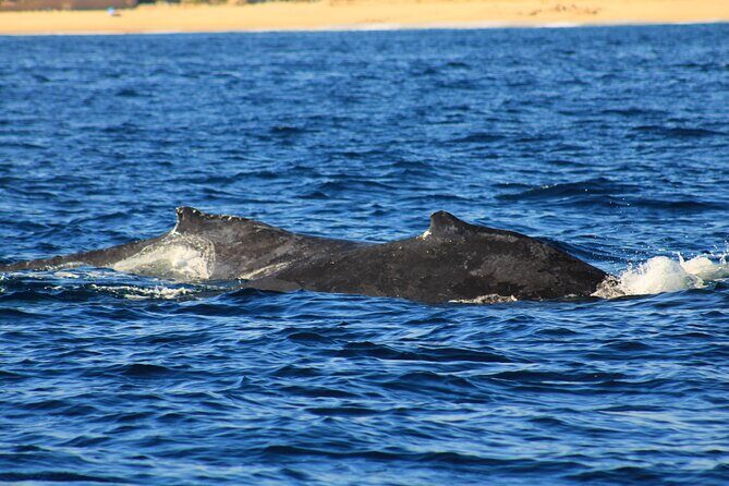 Whale Watching Warranty in San José del Cabo Snacks and drinks - San José del Cabo whale watching that stays intimate