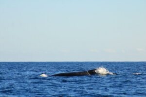 Whale Watching Warranty in San José del Cabo Snacks and drinks - Getting to the boat: La Marina Inn area timing that works