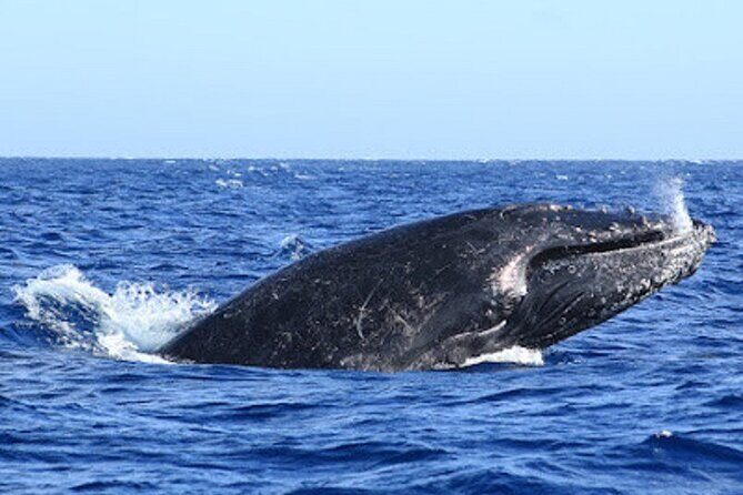 Whale Watching Warranty in San José del Cabo Snacks and drinks - On board Open Water Expeditions: small-boat pace, friendly crew