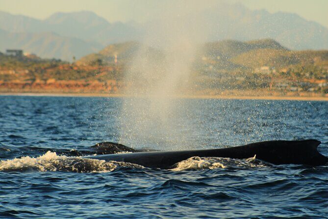 Whale Watching Warranty in San José del Cabo Snacks and drinks - What you’re really here for: humpback behavior, not just sightings