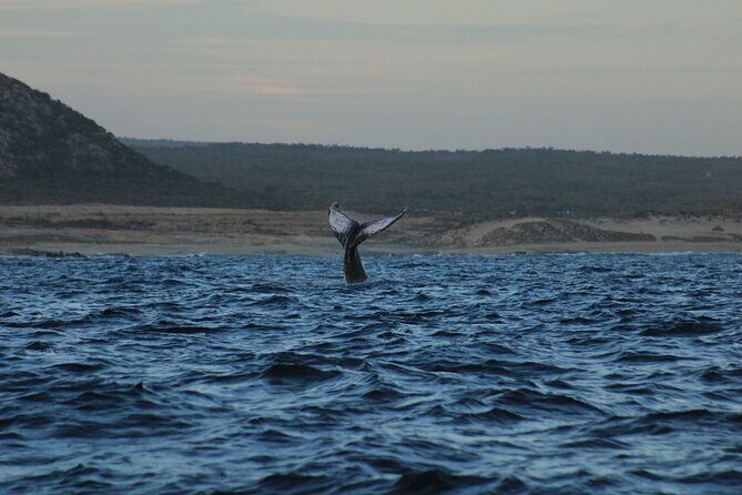 Whale Watching Warranty in San José del Cabo Snacks and drinks - Snacks and drinks: small details that keep the trip pleasant