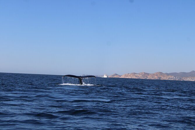 Whale Watching Warranty in San José del Cabo Snacks and drinks - Common concerns I’d plan around