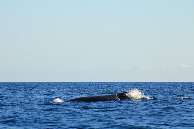 Whale Watching Warranty in San José del Cabo Snacks and drinks - Getting to the boat: La Marina Inn area timing that works