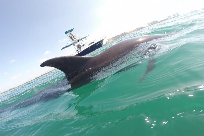 Wild Dolphin Encounter in Puerto Vallarta - Key things I’d bet on before you book