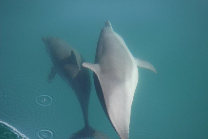 Wild Dolphin Encounter in Puerto Vallarta - How the time on the water actually flows (and why it feels calmer)