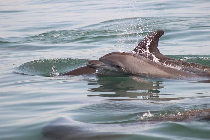 Wild Dolphin Encounter in Puerto Vallarta - Snorkeling gear, lunch, and the small comforts that matter on a morning boat