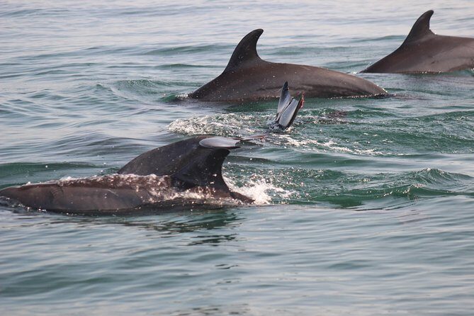 Wild Dolphin Encounter in Puerto Vallarta - Where you meet in Puerto Vallarta (and how to plan your morning)