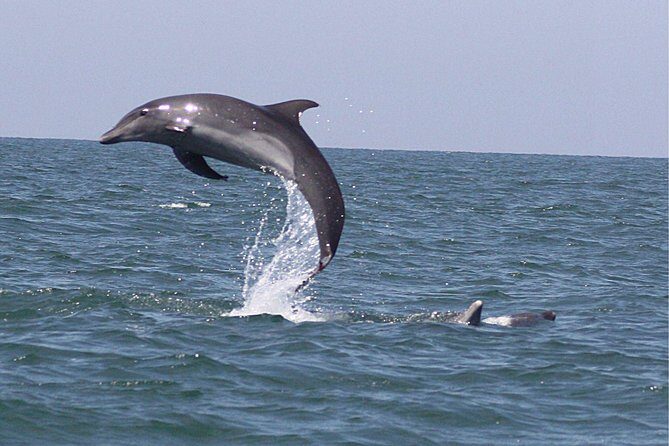 Wild Dolphin Encounter in Puerto Vallarta - Price and value: what $110 buys beyond the dolphin word