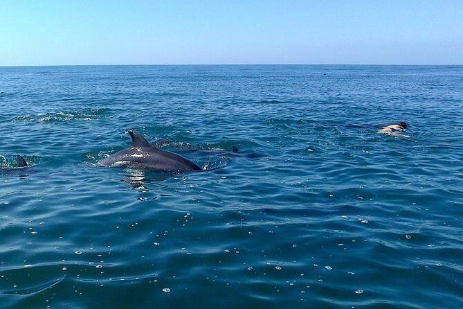 Wild Dolphin Encounter in Puerto Vallarta - Who should book this wild dolphin encounter—and who might skip it