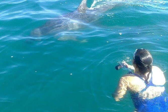 Wild Dolphin Encounter in Puerto Vallarta - Weather and wild animals: how to think about plan changes