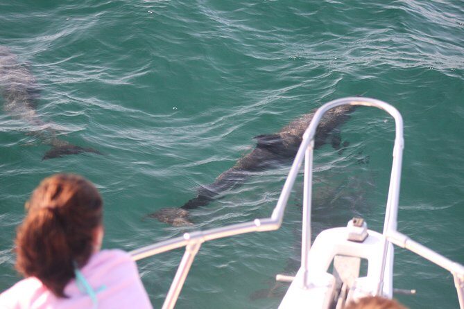 Wild Dolphin Encounter in Puerto Vallarta - Hydrophone time: the science angle that makes the dolphin moments stick