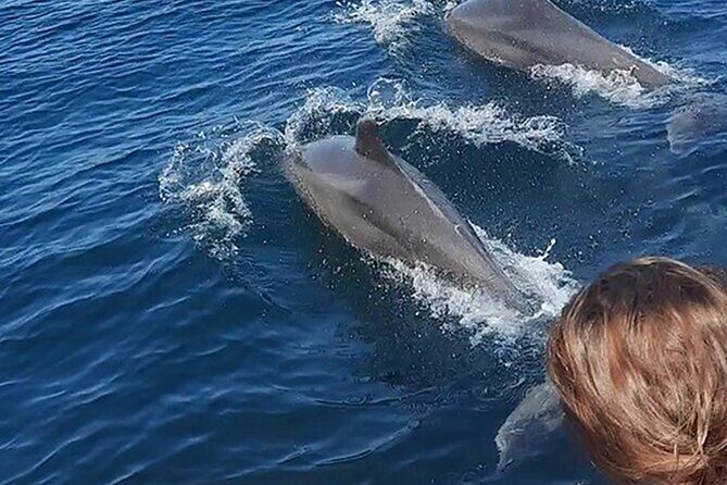 Wild Dolphin Encounter & Snorkeling Adventure - Starting at Ecotours Vallarta: briefing, gear, and expectations