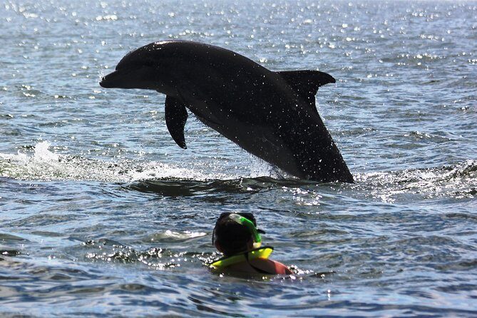 Wild Dolphin Encounter & Snorkeling Adventure - Wildlife mix on this cruise: dolphins usually lead, but they’re not the only stars