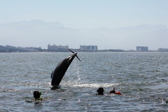Wild Dolphin Encounter & Snorkeling Adventure - How the crew handles safety and ethics in the real world