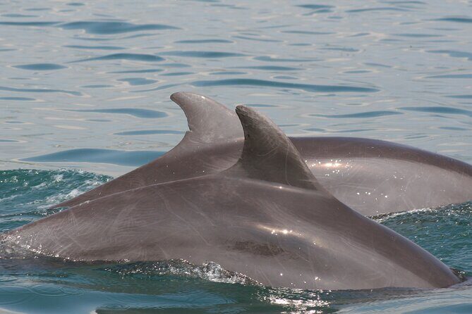 Wild Dolphin Encounter & Snorkeling Adventure - Food, comfort, and the little details that affect your morning