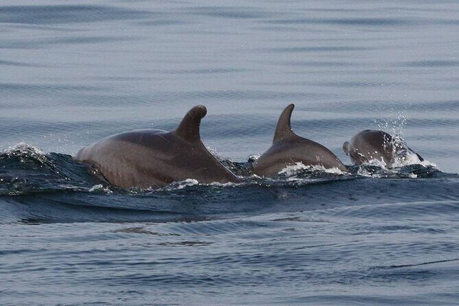 Wild Dolphin Encounter & Snorkeling Adventure - Price and added boarding fee: where the value really comes from