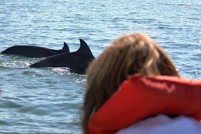 Wild Dolphin Encounter & Snorkeling Adventure - Who this is best for (and who might want a different day)