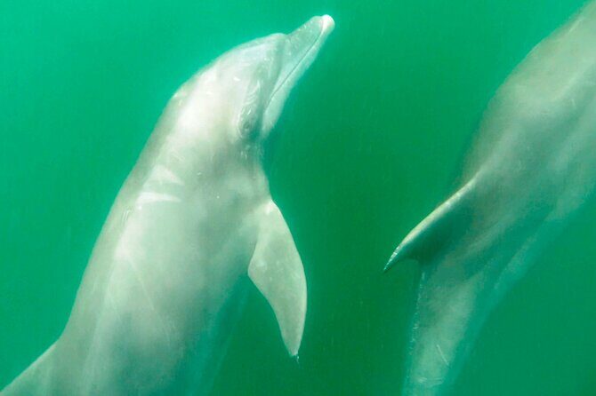 Wild Dolphin Encounter & Snorkeling Adventure - The boat ride in Puerto Vallarta: why small teams feel better