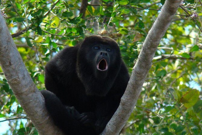 Wild Monkey Tour (Private, Half Day) - Key reasons this monkey tour earns repeat bookings
