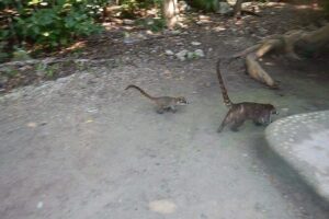 Wild Monkey Tour (Private, Half Day) - The 2-hour jungle walk: how the monkey-hunting section feels