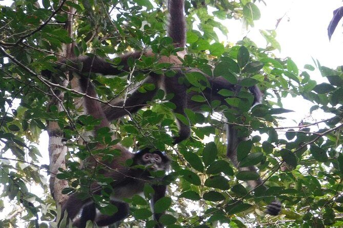Wild Monkey Tour (Private, Half Day) - Meet the guides and the local knowledge behind the calls