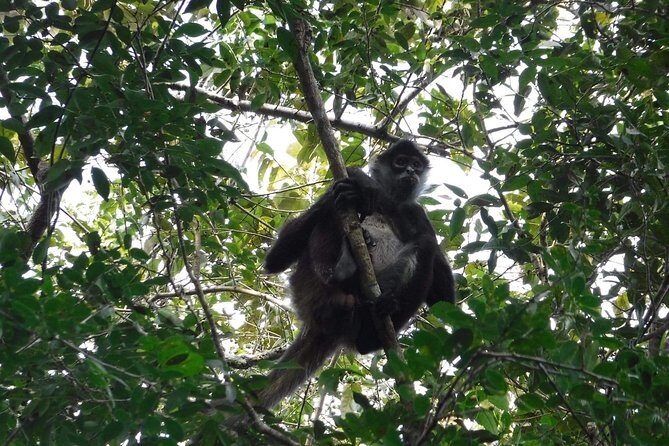 Wild Monkey Tour (Private, Half Day) - Beyond spider and howler: what you might spot in the trees