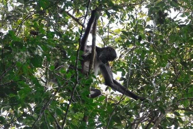 Wild Monkey Tour (Private, Half Day) - Comfort tips: shoes, pace, and what to pack