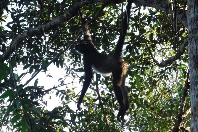 Wild Monkey Tour (Private, Half Day) - Snacks, water, and the small perks that make it feel easy