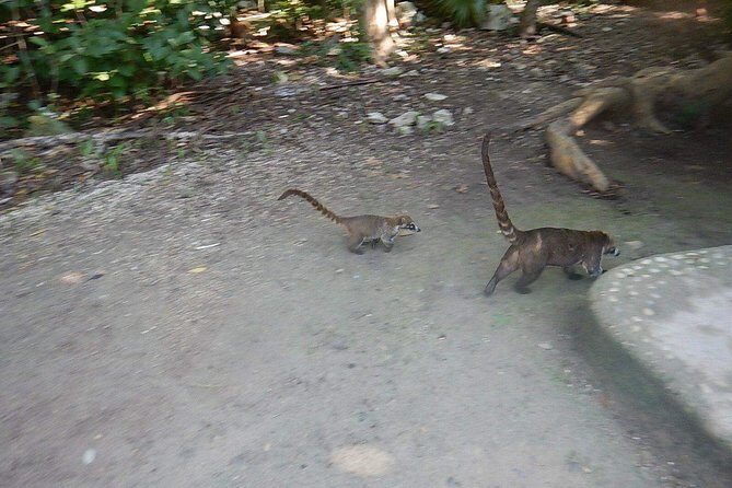Wild Monkey Tour (Private, Half Day) - The 2-hour jungle walk: how the monkey-hunting section feels