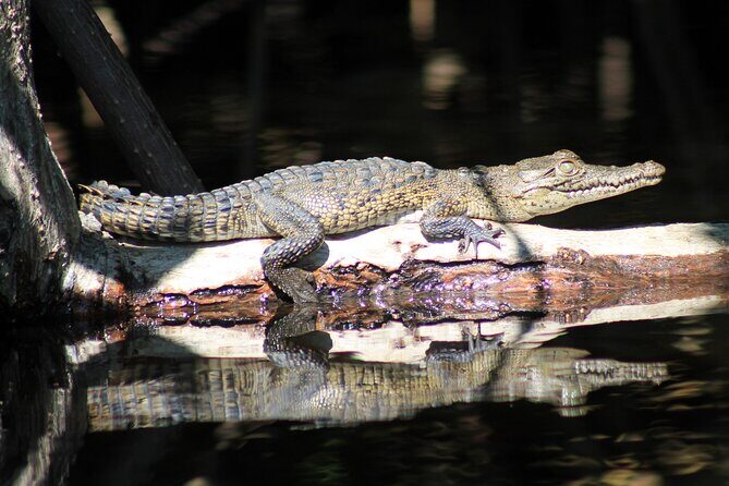 Wildlife Eco Tour on the coast of Oaxaca. - Price and logistics: where the $48 really goes (and what you pay extra)