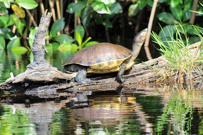 Wildlife Eco Tour on the coast of Oaxaca. - English on the day: what to expect and how to avoid frustration