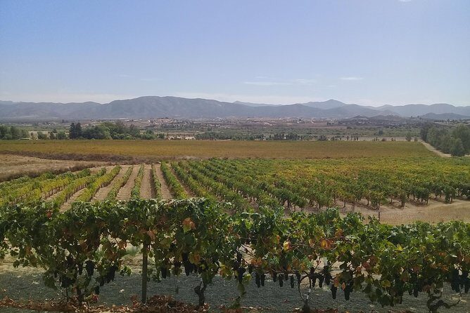 wine tours and driver service through valle de guadalupe, Ensenada B.C. Mexico - Quick hits before you book