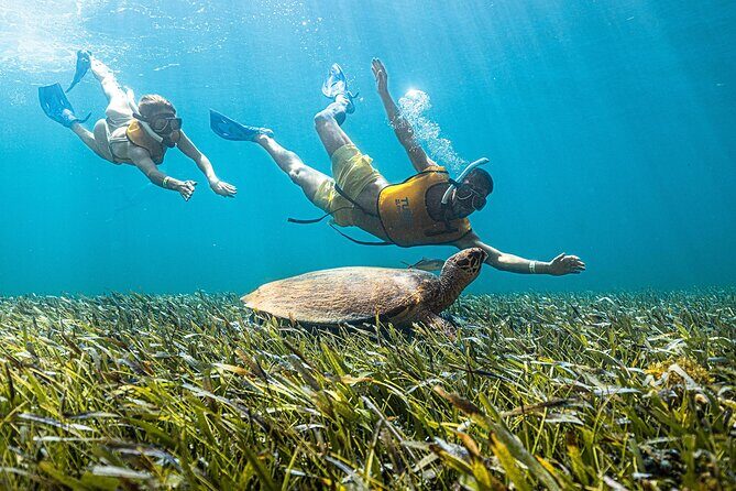 With Turtles, Shipwreck, Cenote, and Reef and Transport Included - Timing and Getting There: Pickup, Departure Times, and When You’ll Swim