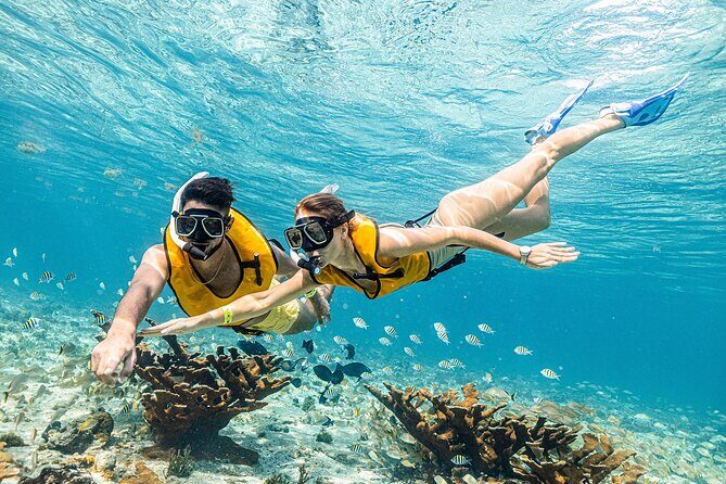 With Turtles, Shipwreck, Cenote, and Reef and Transport Included - Price and Value: The $79 Base, the Dock Fee, and the Real Total