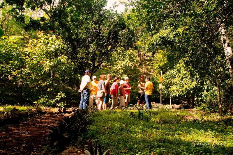 Xkopek, Mayan Bees Tour and Honey Tasting in Valladolid - Down in the Cenote Vault: Seeing Bees at Natural Work